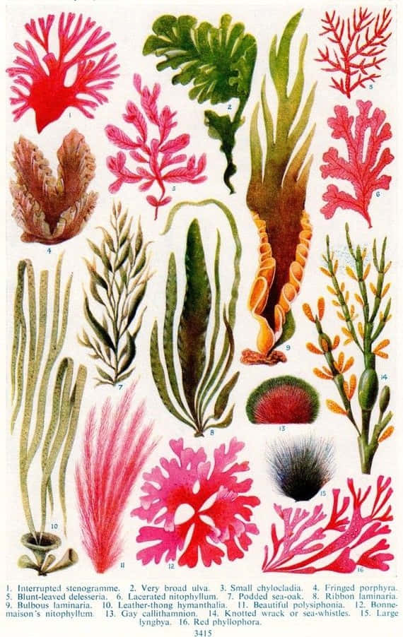 Seaweed 桌布 壁紙 — 復古植物插圖，展示鮮豔的紅色、綠色和棕色海藻和珊瑚，帶有編號標籤和學名。