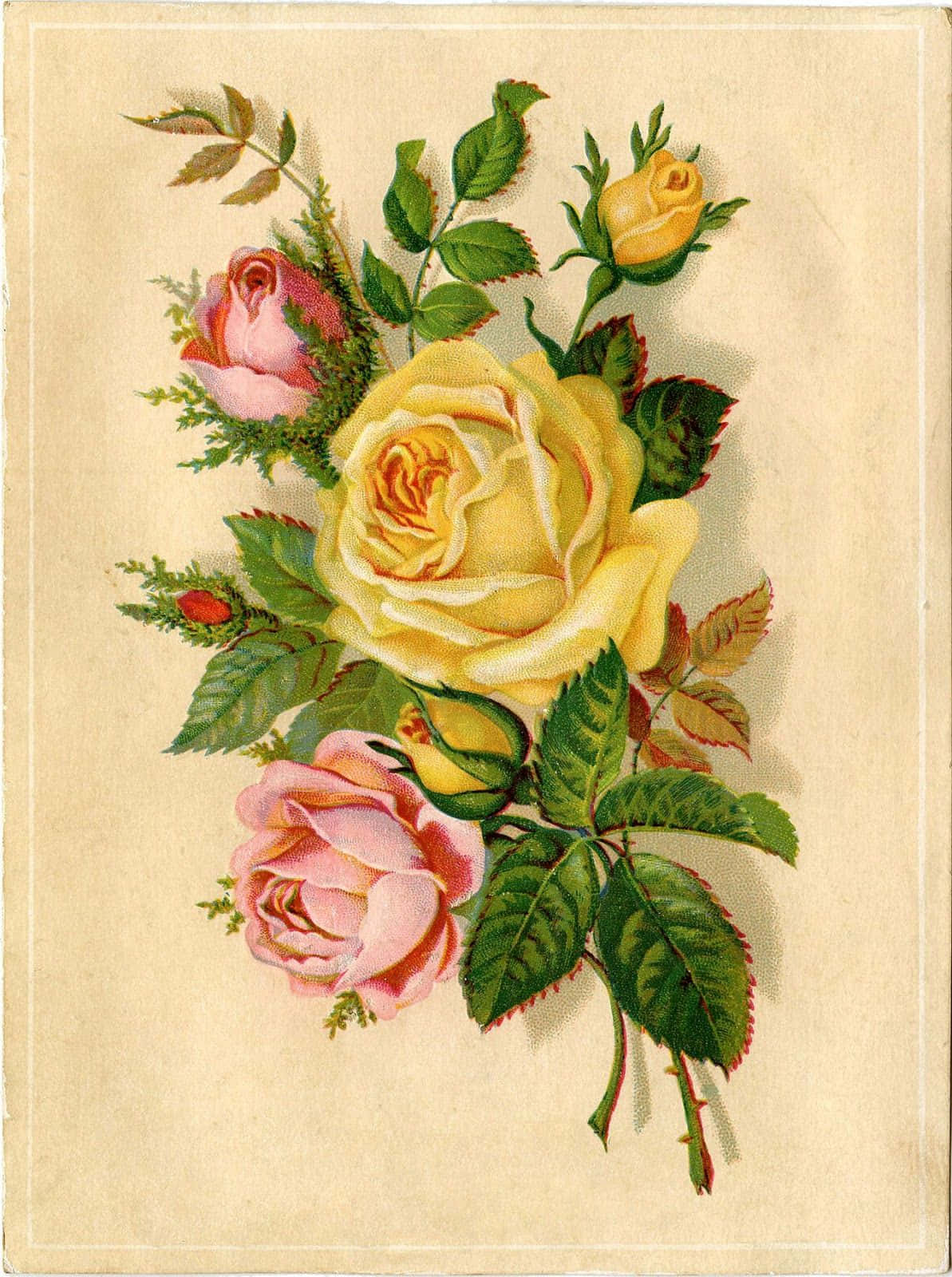 Vintage Rose 桌布 壁紙 — 復古植物插圖，描繪黃色、粉紅色和玫瑰花蕾，搭配精緻的綠色葉子，背景為奶油色。