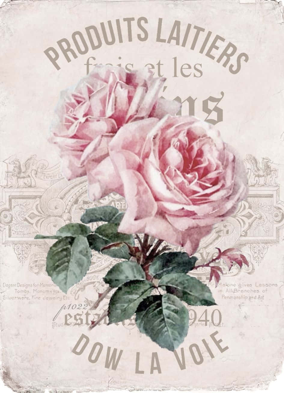 Vintage Rose 桌布 壁紙 — 復古法國海報，以褪色字體為特色，在磨損的奶油色背景上展示兩朵帶有綠色葉子的柔和粉紅玫瑰。