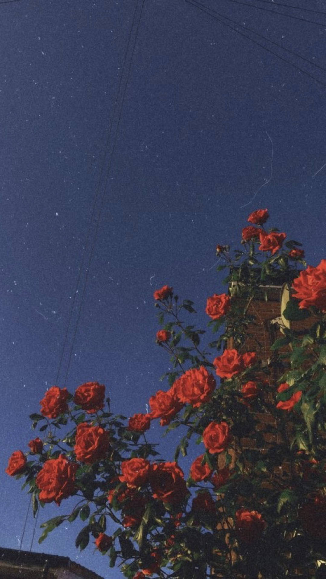 紅玫瑰在繁星點點的夜空下生長，伴有電線和磚砌建築。