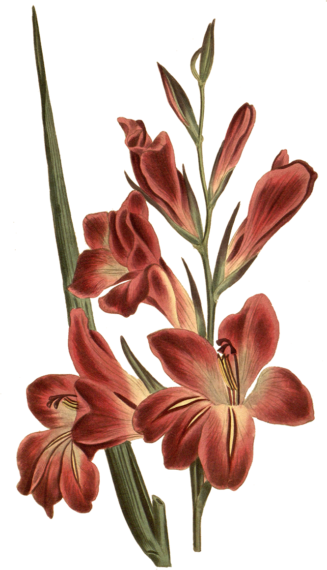 復古紅色唐菖蒲插畫 壁紙 — 一幅復古植物插圖，描繪深紅色劍蘭花朵和綠色莖幹，襯托在純黑背景上。