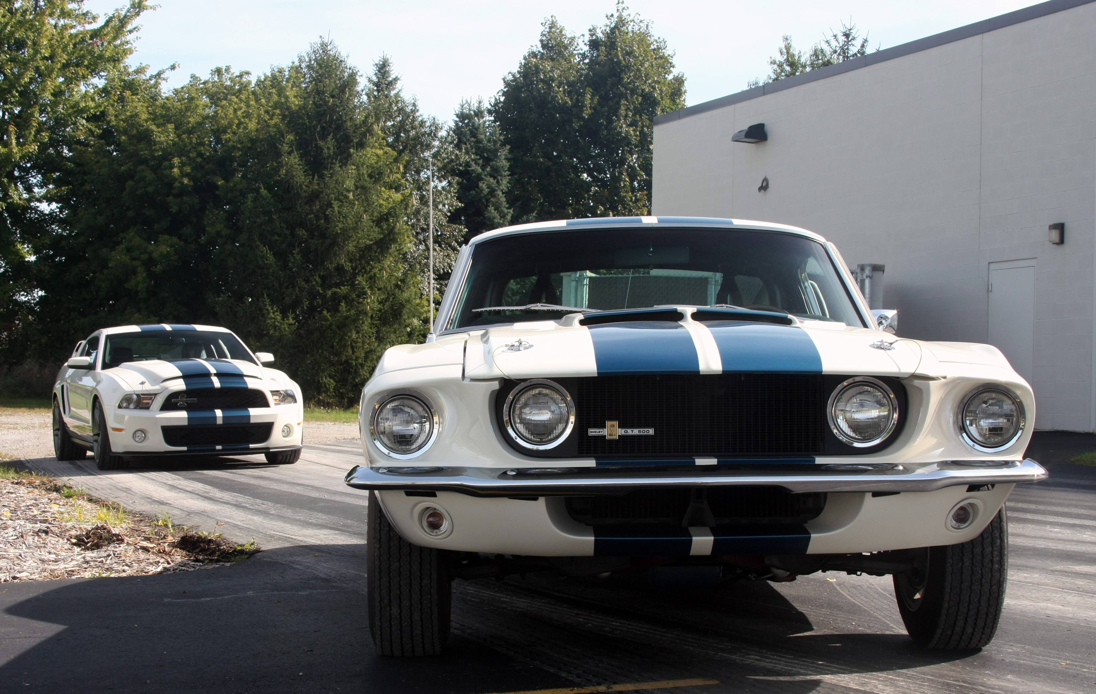 復古與現代風格的Shelby iPhone 壁紙 — 兩輛經典白色Shelby Mustang，帶有藍色賽車條紋，停在靠近樹木和建築物的瀝青路面上。