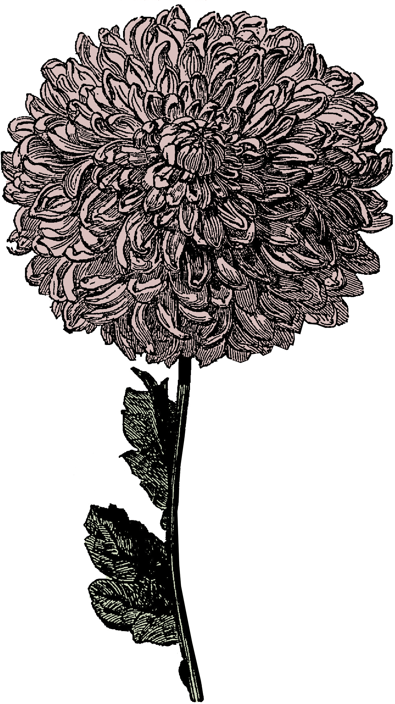復古菊花插畫 壁紙 — 一幅詳細的復古風格插圖，描繪一朵完全盛開的菊花，花瓣層層疊疊，莖幹纖細，襯托在純黑背景上。