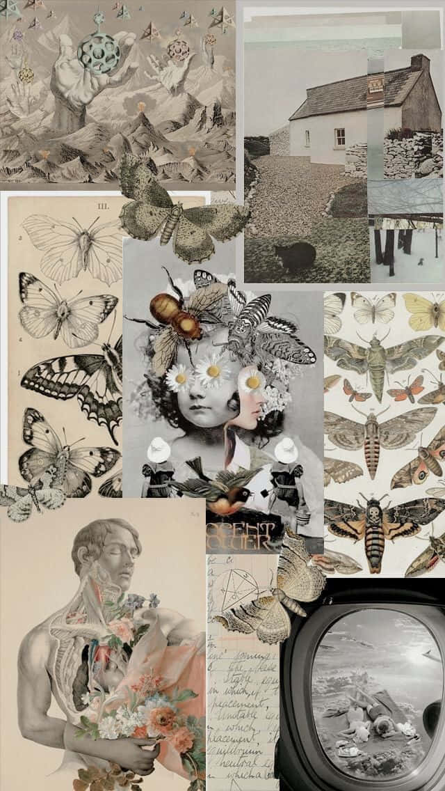 超現實拼貼畫，包含蝴蝶、昆蟲和人物，以復古植物風格呈現。 — 唯美蝴蝶動圖 壁紙