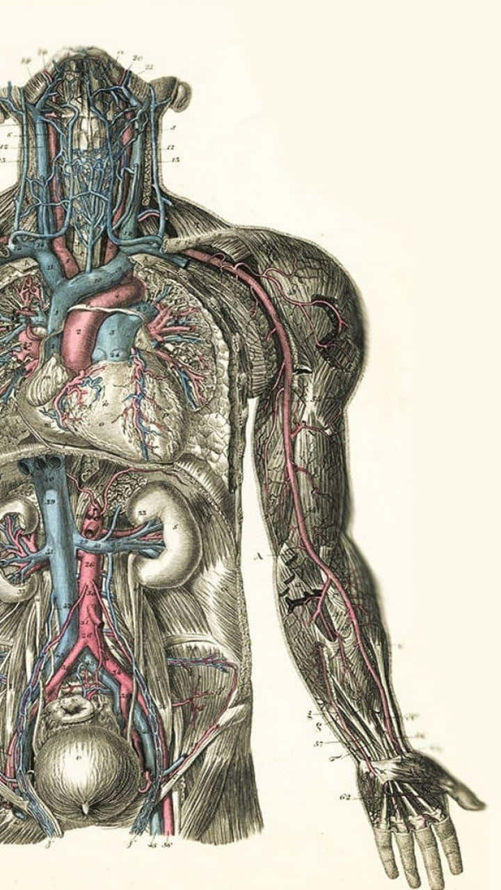 anatomy 桌布 壁紙 — 復古解剖插圖，揭示人體循環系統和神經系統，並標有動脈、靜脈和器官。