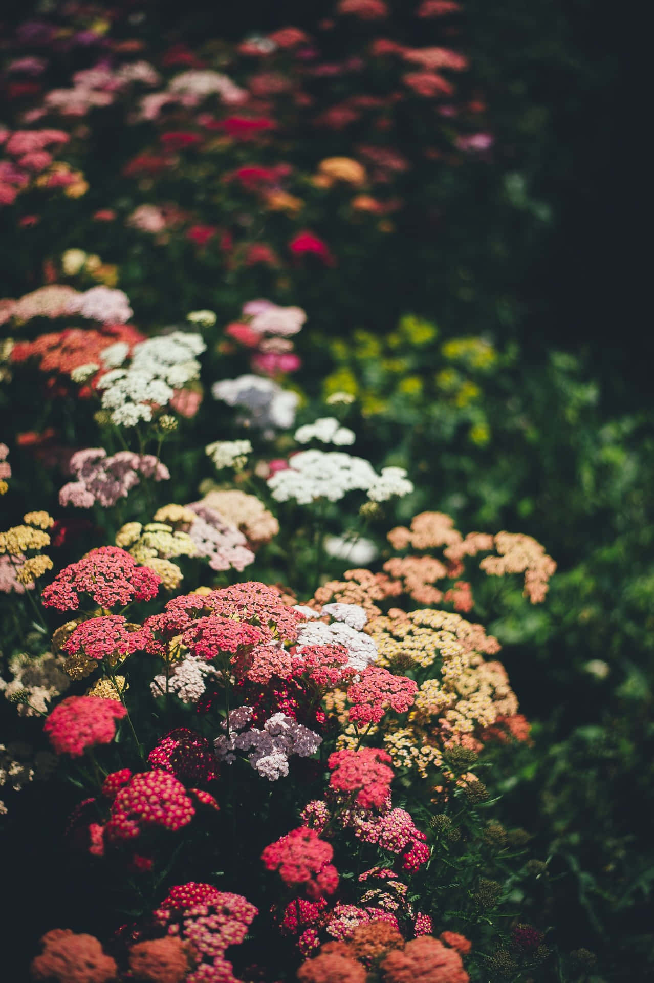 鮮豔的西洋蓍草花（紅、粉紅、白、黃色）在茂盛的花園中盛開。
