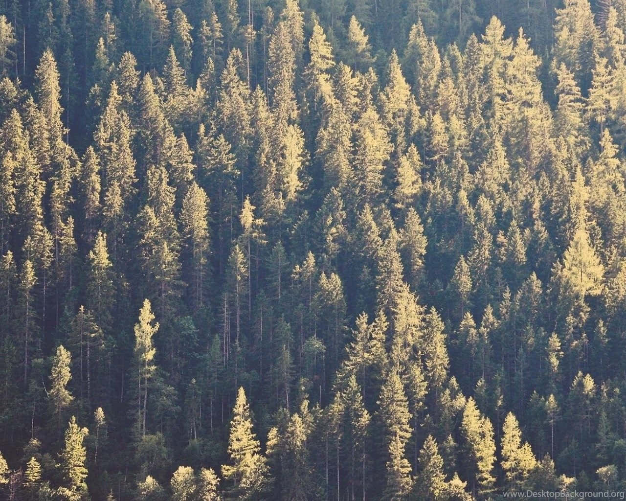 復古黃色松樹背景 壁紙 — 陽光沐浴著一片茂密的高大松樹林，呈現出金色色調，與深綠色的陰影形成對比。