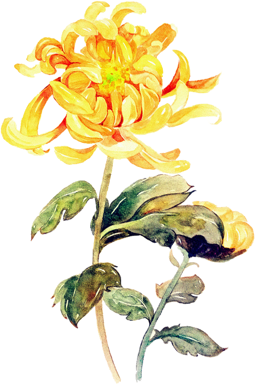復古黃色金盞花水彩畫 壁紙 — 一幅充滿活力的水彩菊花，金色花瓣和綠色葉子，在純黑背景上格外突出。