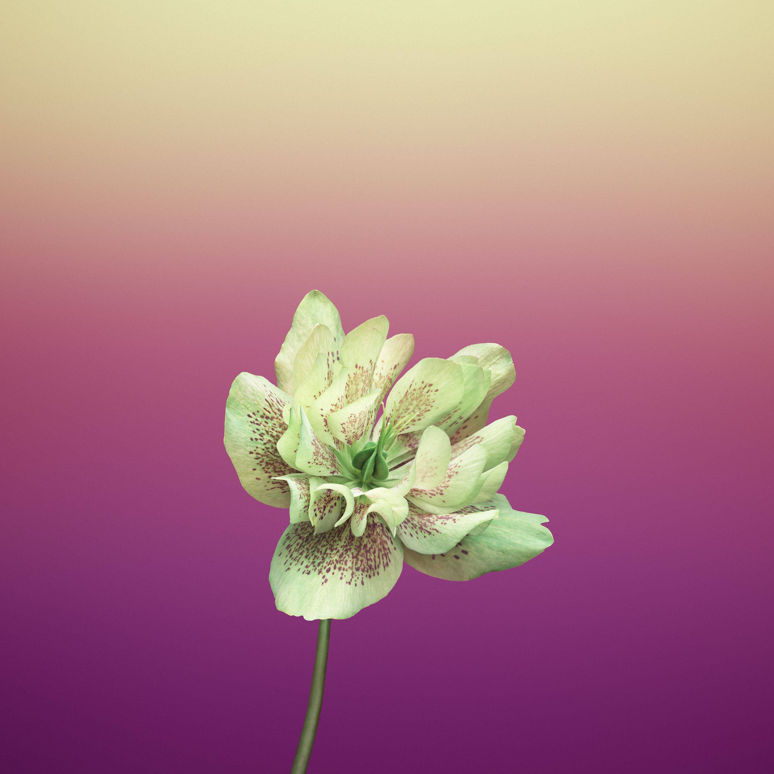 復活節玫瑰花蘋果壁紙 壁紙 — 一朵淡綠色帶斑點花瓣的花，站在從黃色到洋紅色的柔和漸變背景前。