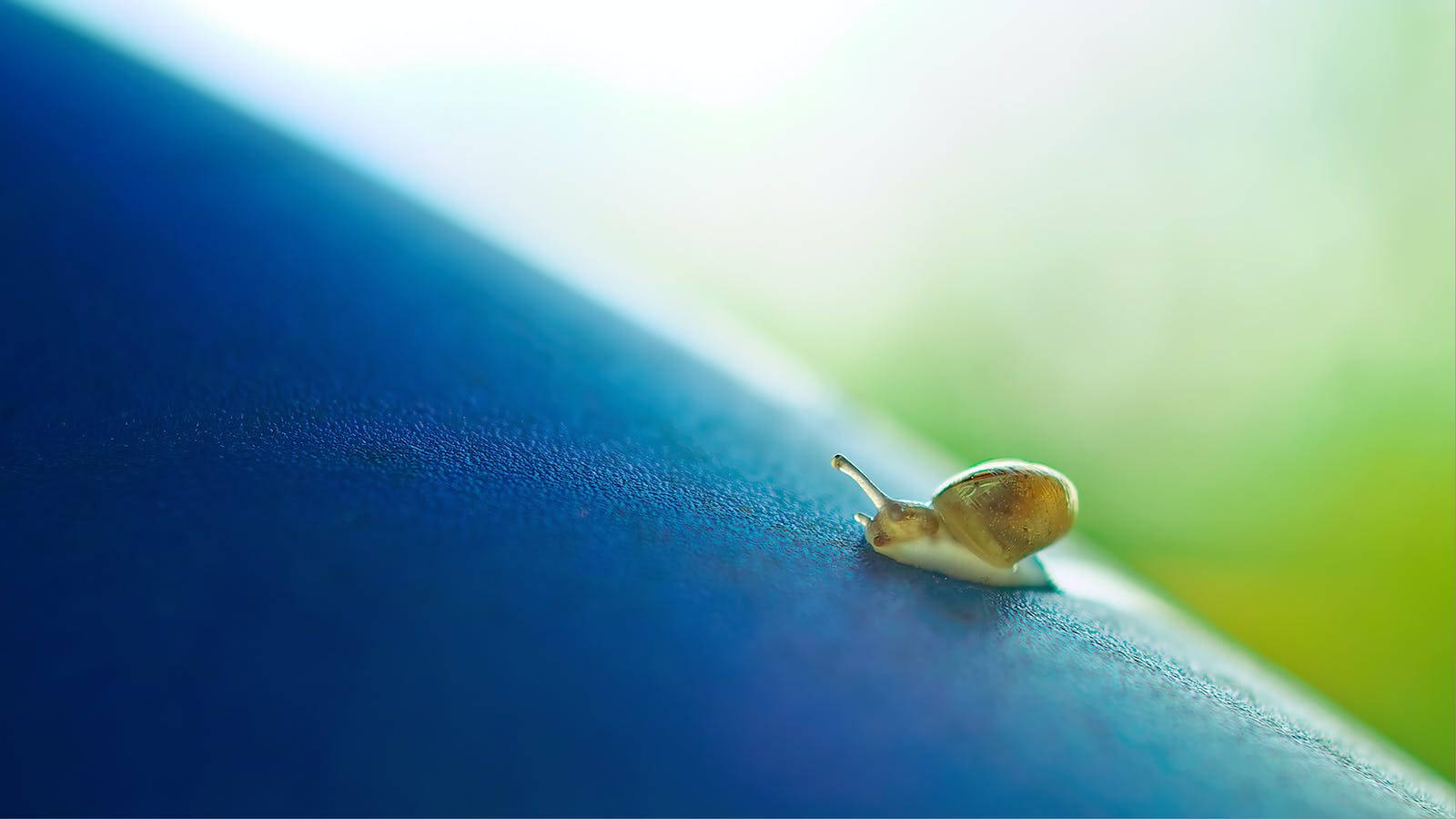 微小螺與大世界 壁紙 — 一隻小蝸牛喺平滑嘅藍色表面上慢慢爬行，背景係柔和嘅綠色同白色模糊效果。