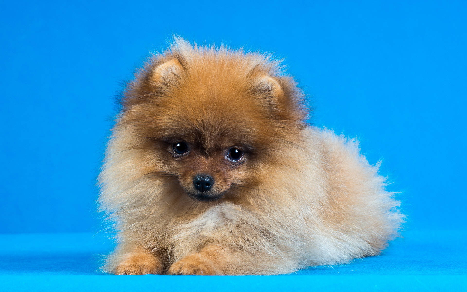 毛茸茸的棕色博美犬幼犬躺在藍色背景上，有大大的深色眼睛。