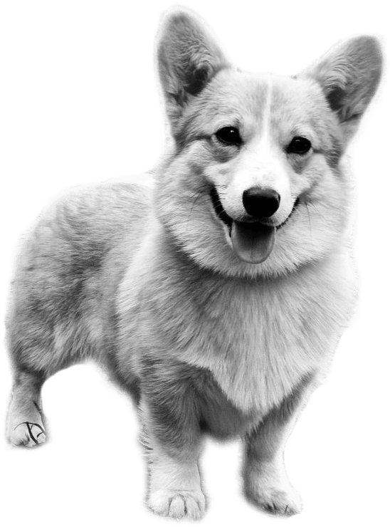 微笑柯基犬站立透明背景 壁紙 — 一隻快樂的哥基犬在純黑色背景下，張嘴伸舌微笑的醒目黑白照片。