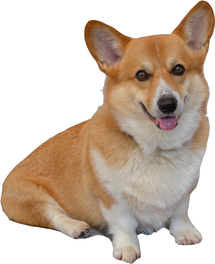 微笑柯基犬肖像 壁紙 — 一隻開心嘅棕白色哥基警覺咁坐喺度，豎起耳朵，伸出舌頭，背景係黑色。