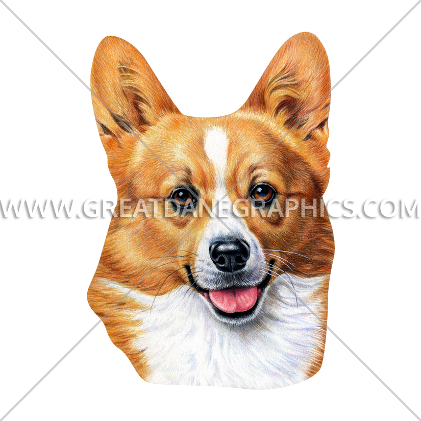 微笑柯基犬肖像 壁紙 — 一隻快樂的哥基犬豎起耳朵，伸出粉紅色舌頭，在純灰色背景上微笑。