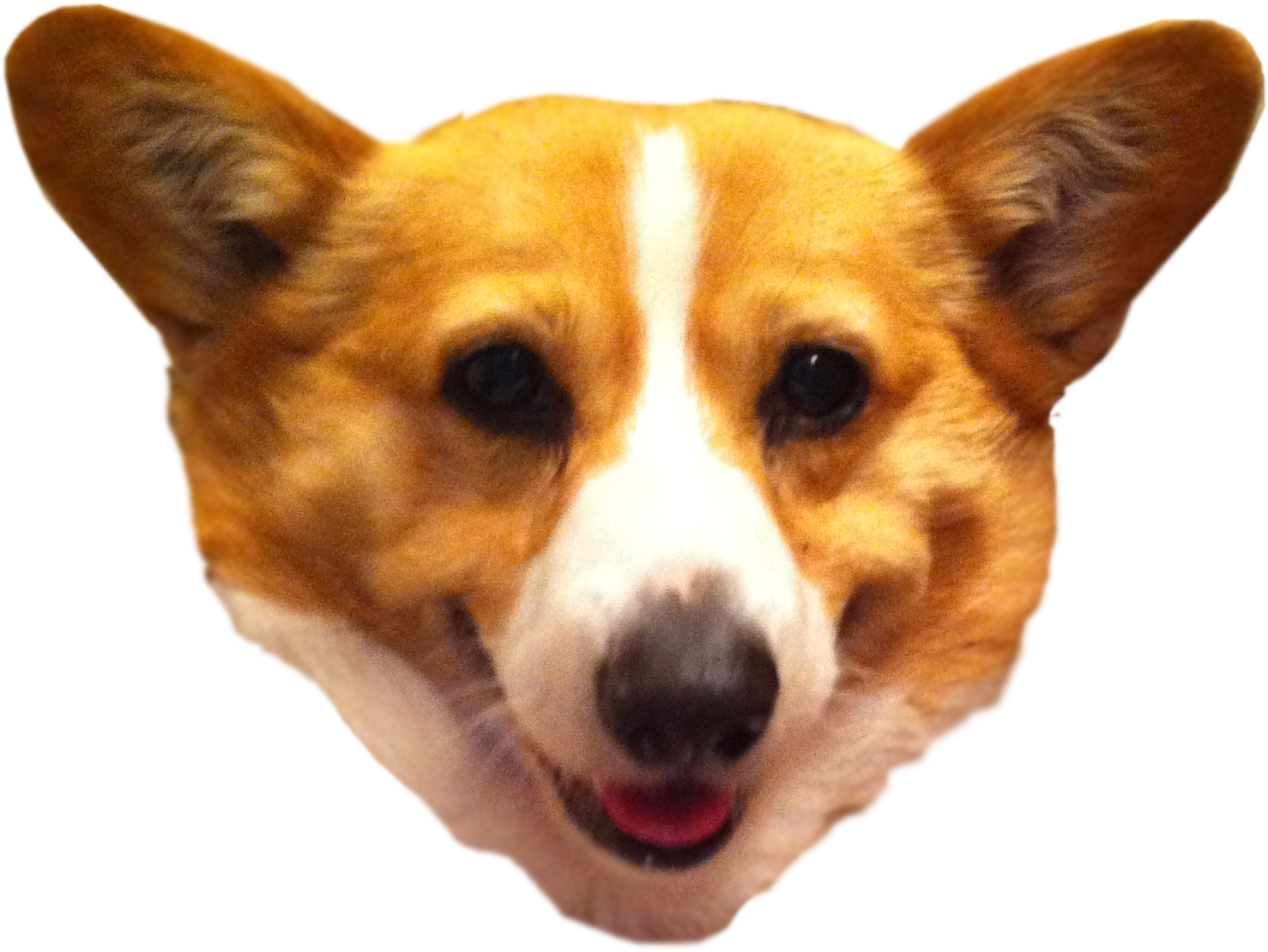 微笑柯基犬頭像 壁紙 — 黑色背景前，一隻開心哥基犬嘅面部特寫，豎起耳朵，伸出舌頭。