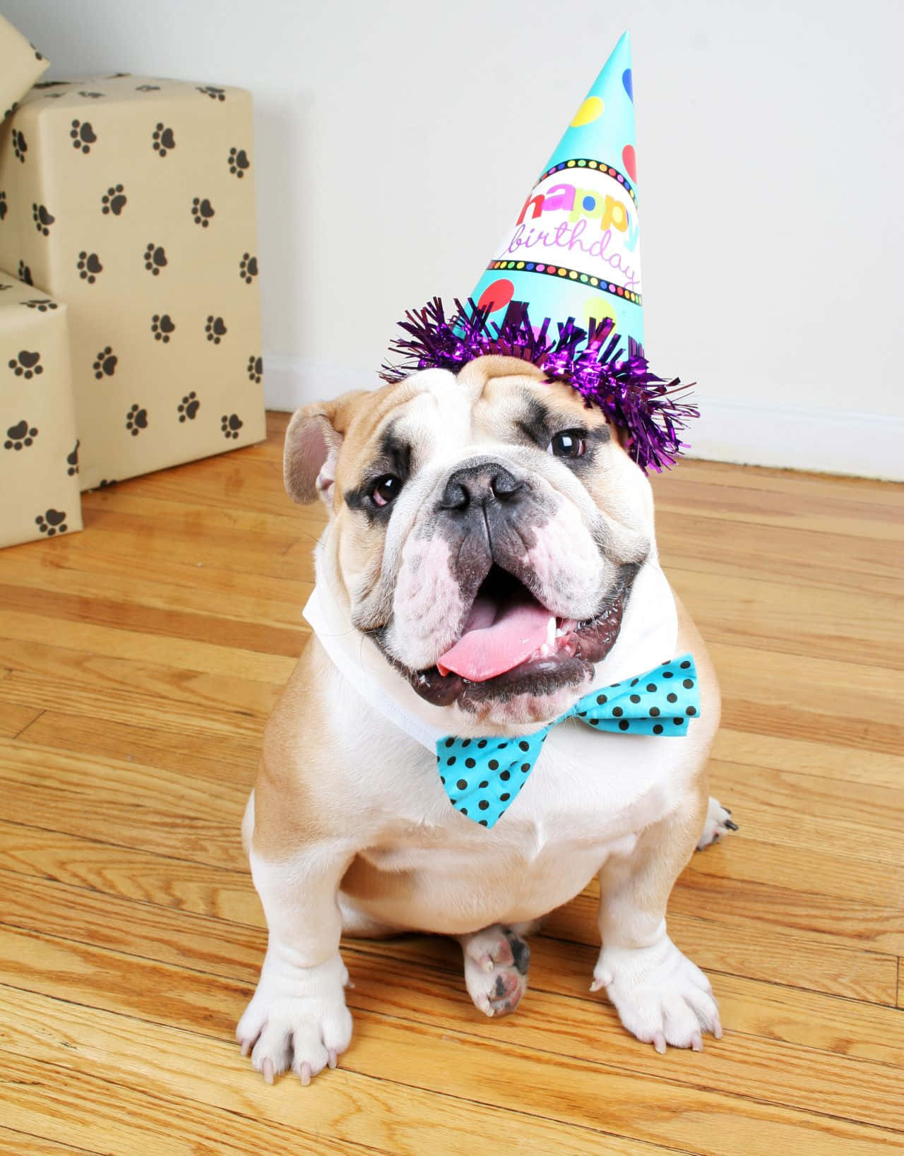 一隻戴着生日帽和領結的鬥牛犬坐在木地板上，靠近禮物盒。