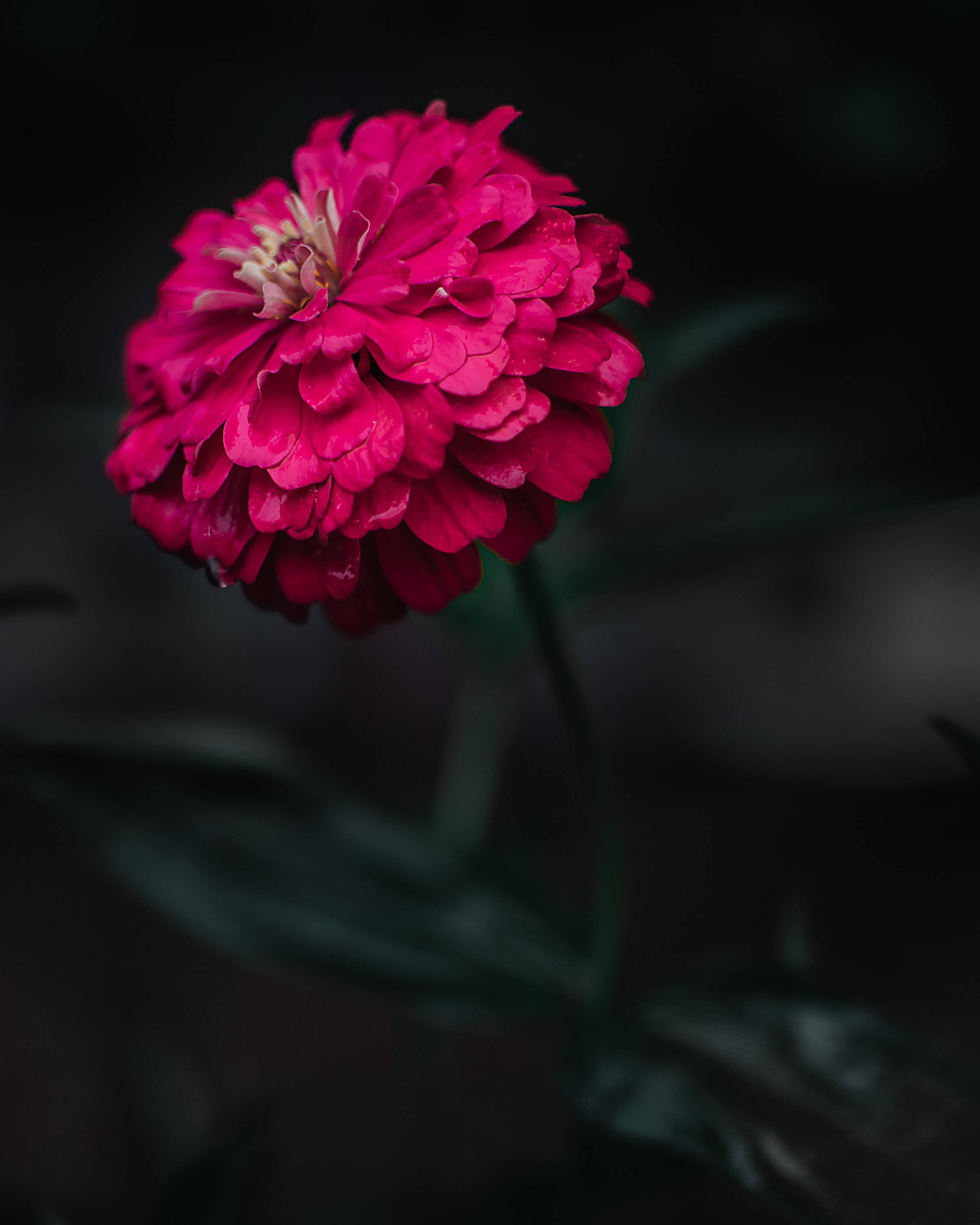 微距攝影聚焦錐花 壁紙 — 一朵鮮豔的洋紅色百日菊，帶有露珠，在黑暗模糊的背景中閃閃發光。