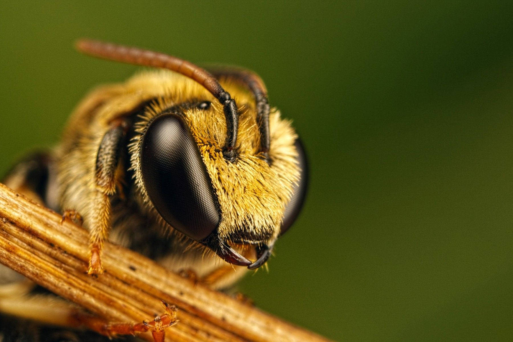 Insect 桌布 壁紙 — 微距鏡頭捕捉到一隻毛茸茸的黃色蜜蜂棲息在乾燥的樹枝上，背景是柔和的綠色。