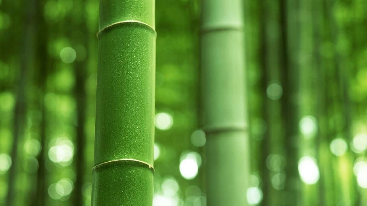 森林中高大的綠色竹莖，柔和陽光穿透其間。