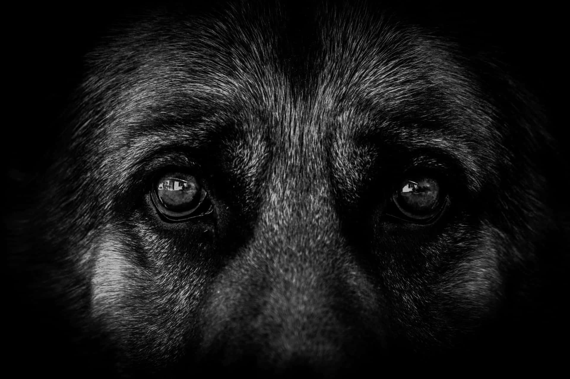 德國牧羊犬銳利眼神的黑白特寫。