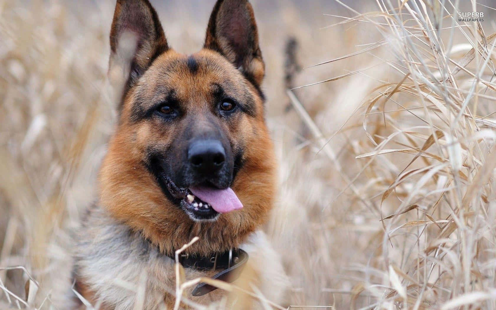 德國牧羊犬喺高草叢中 壁紙