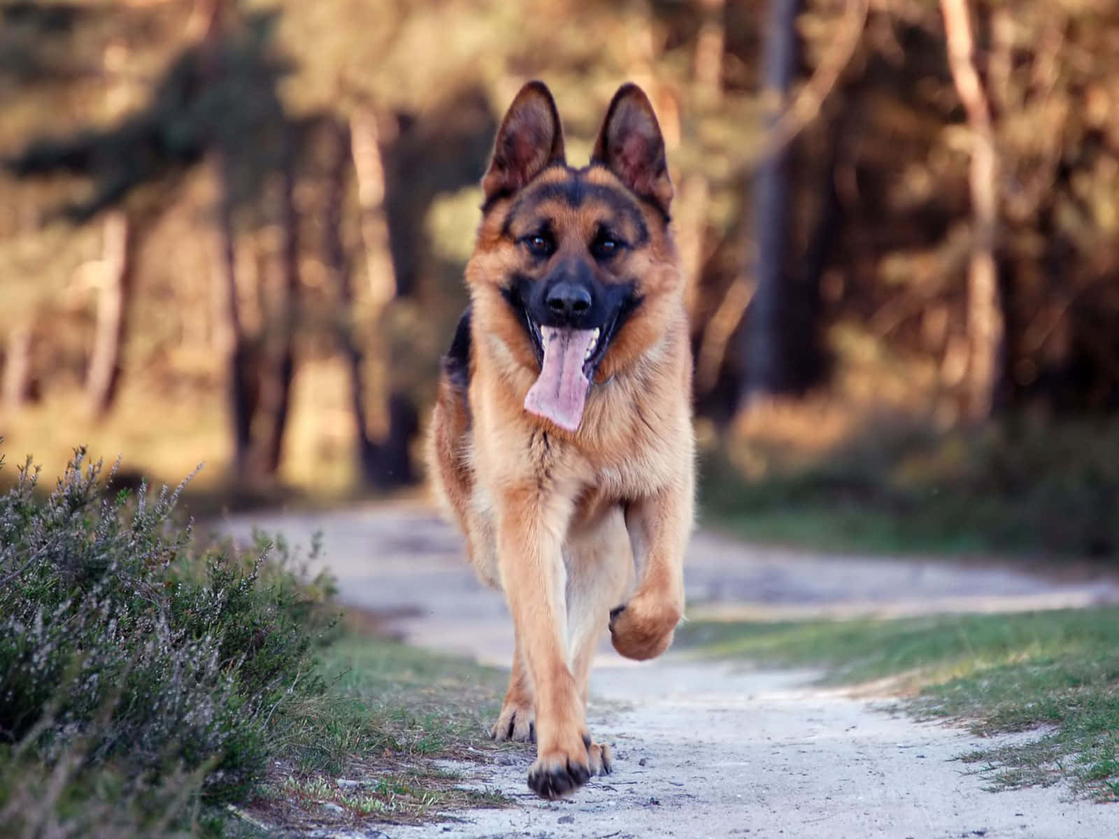德國牧羊犬在泥路上奔跑 壁紙