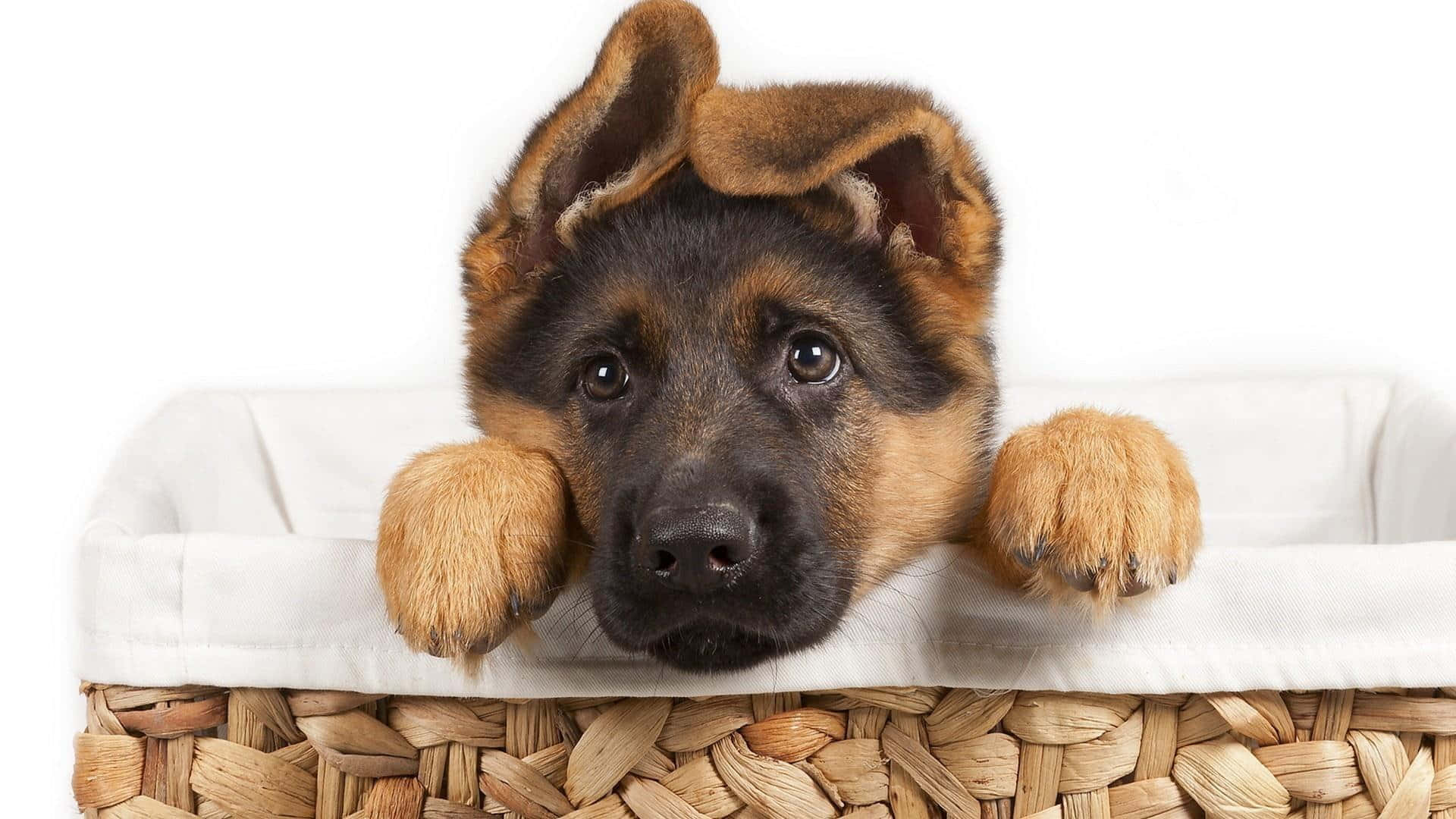 德國牧羊犬在籃子裡 壁紙