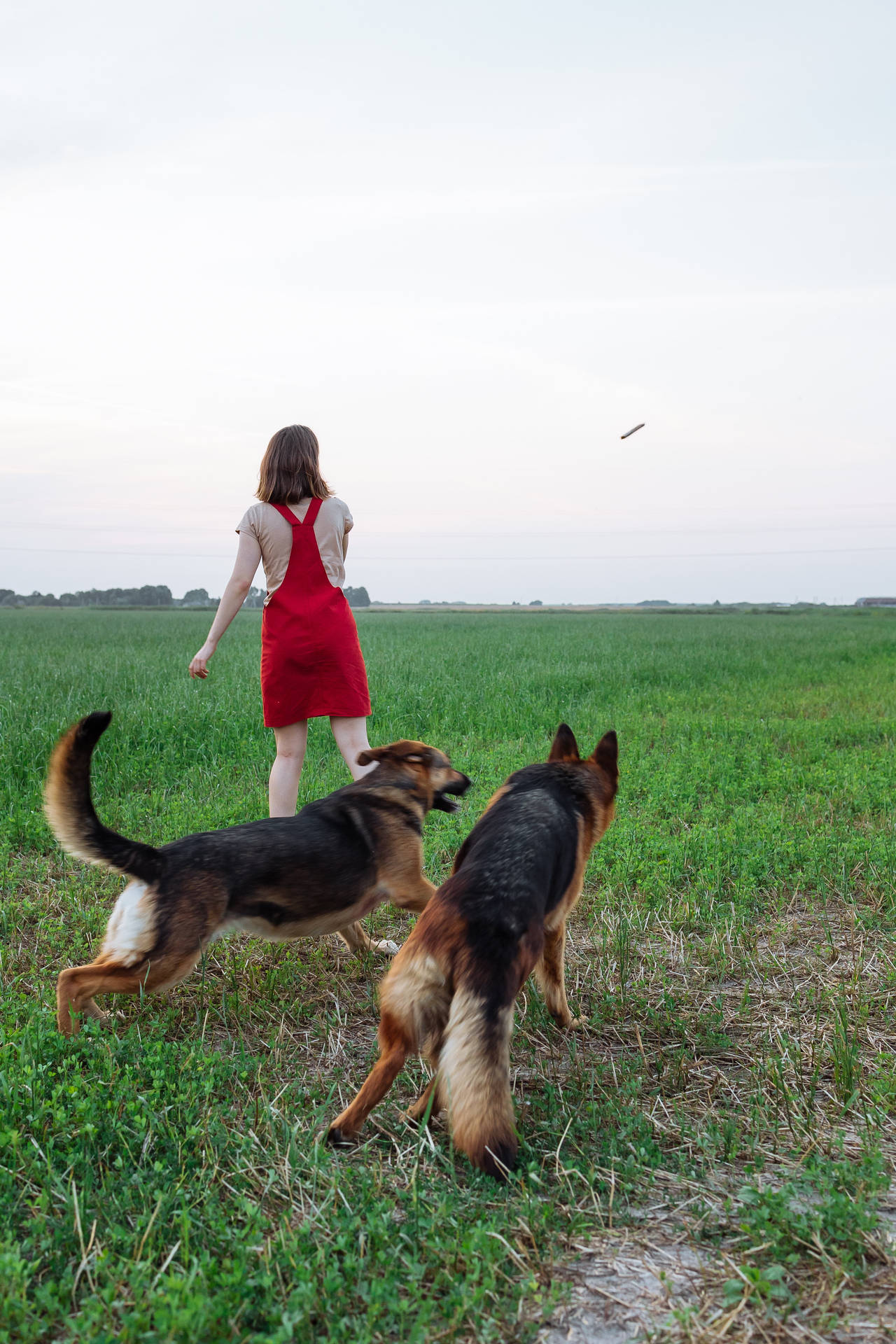紅裙女性在黃昏草地上遛兩隻德國牧羊犬