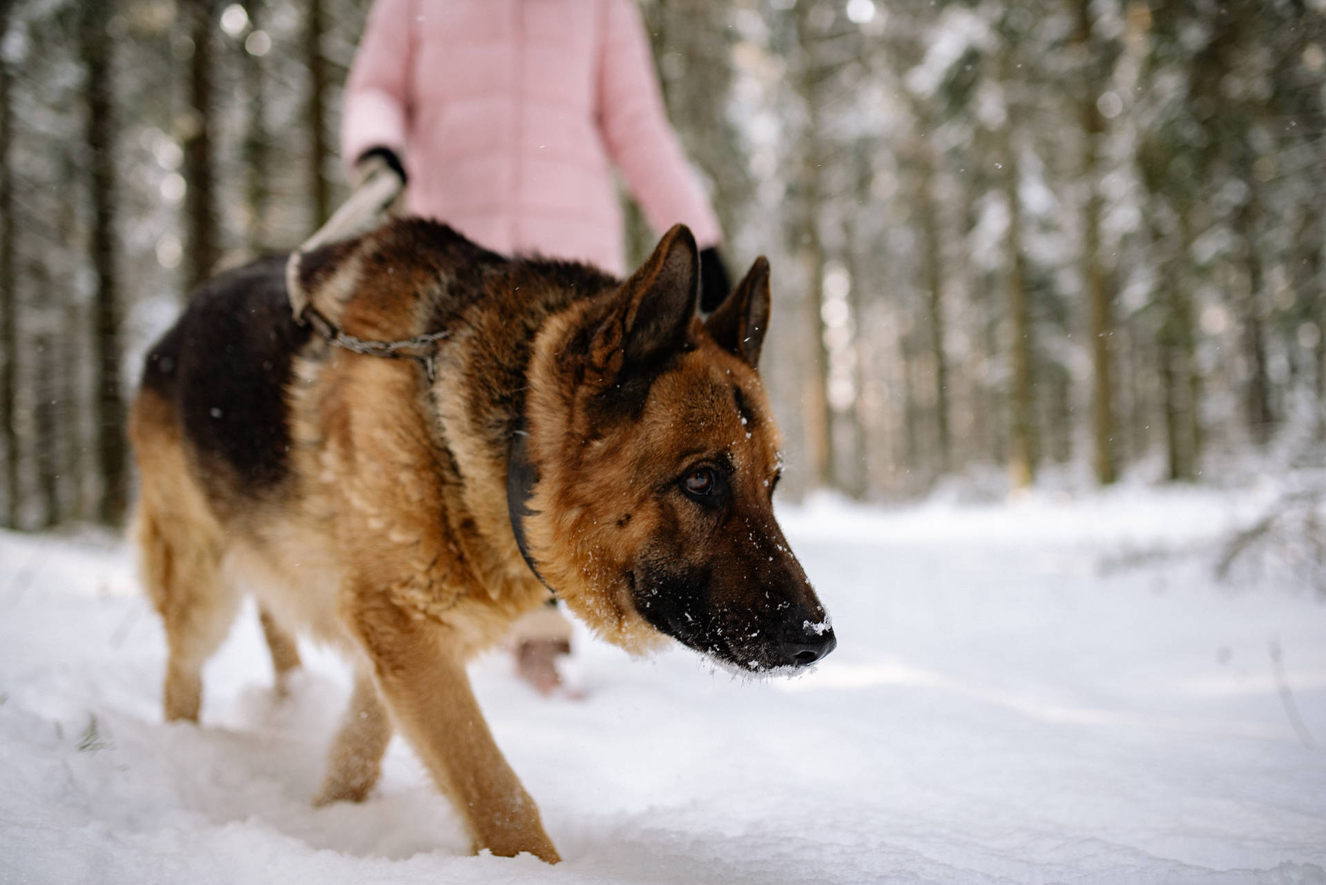 德國牧羊犬在雪地行走，身後有人的森林