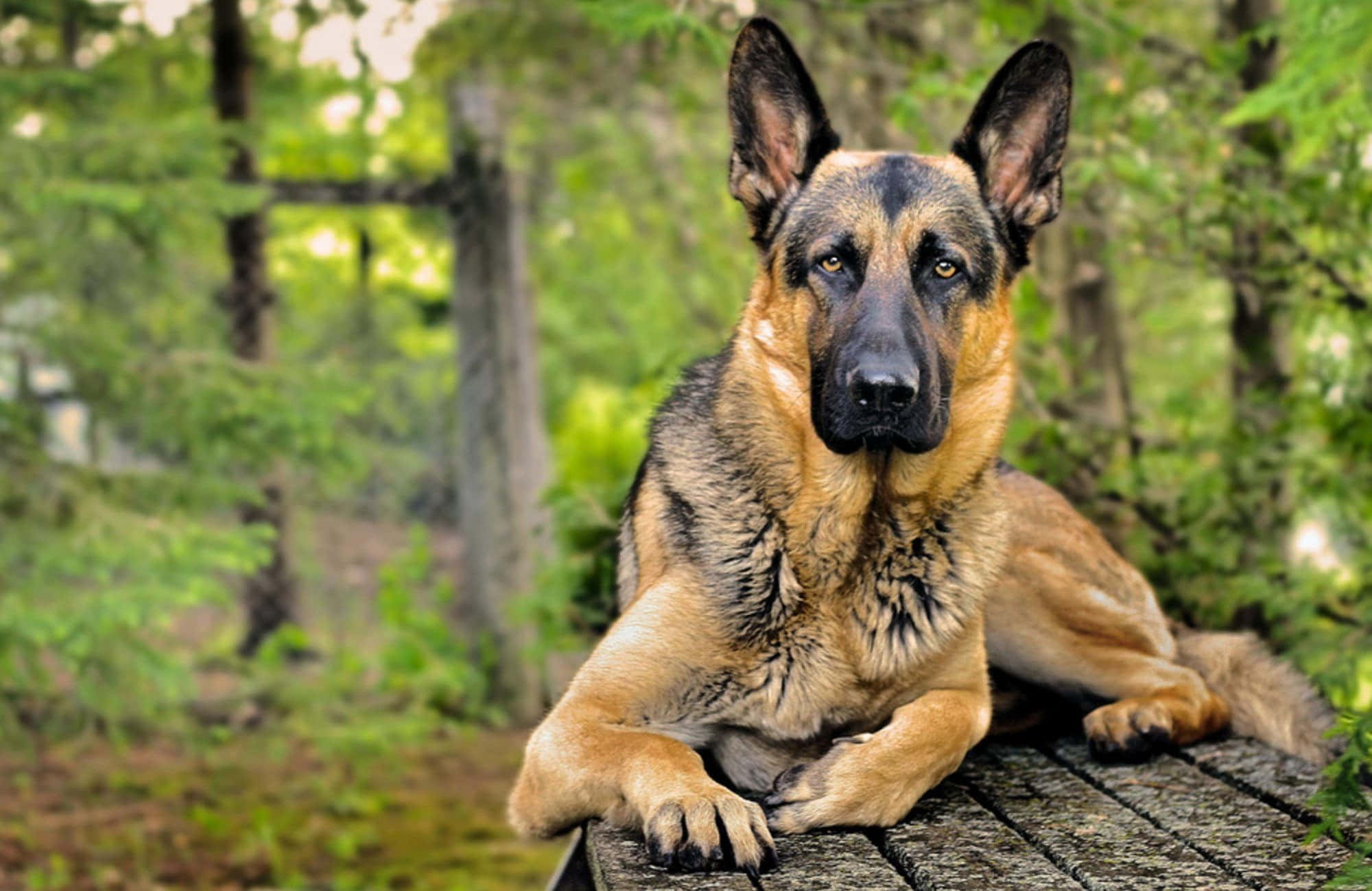 德國牧羊犬坐在木長凳上 壁紙