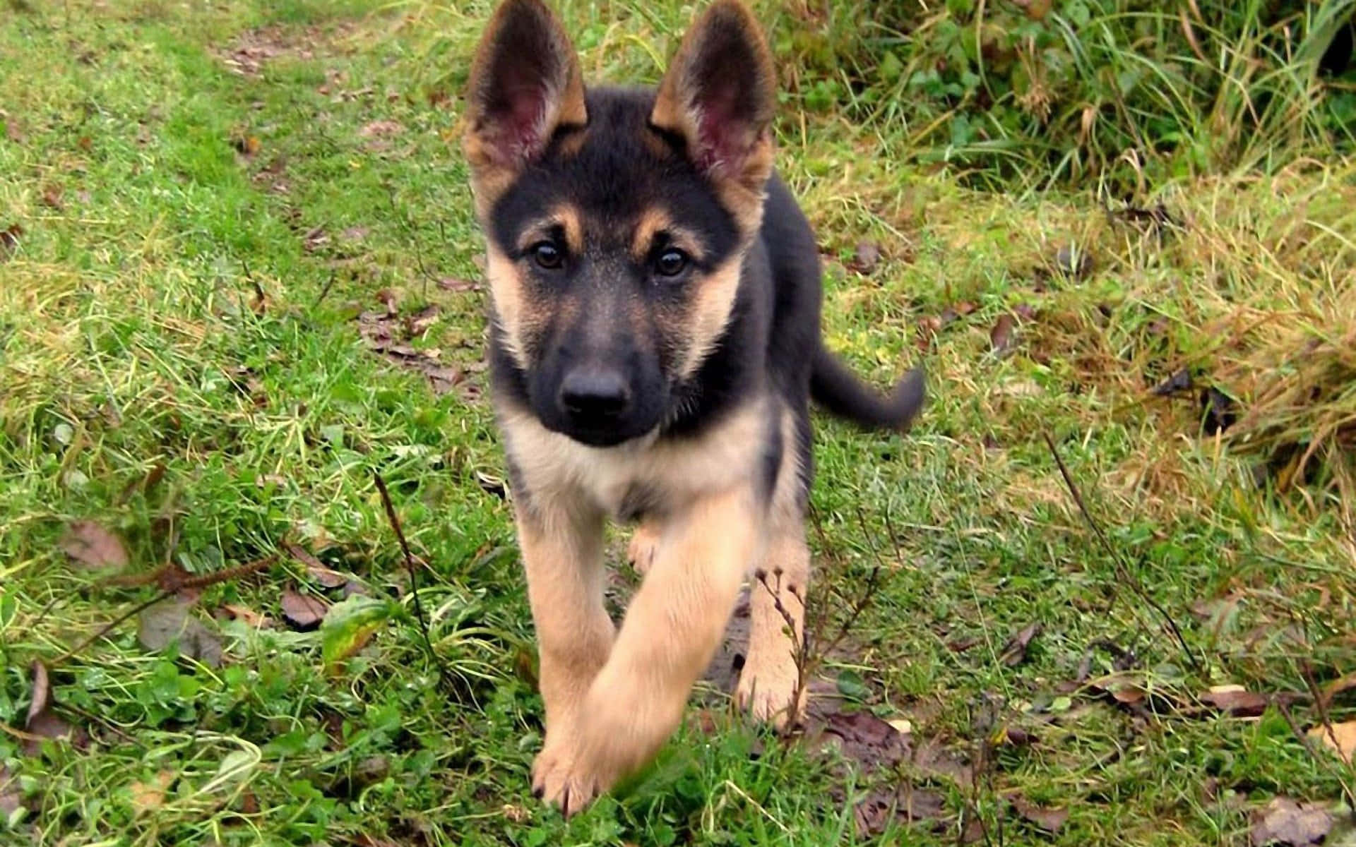 德國牧羊犬幼犬在草地上奔跑 壁紙