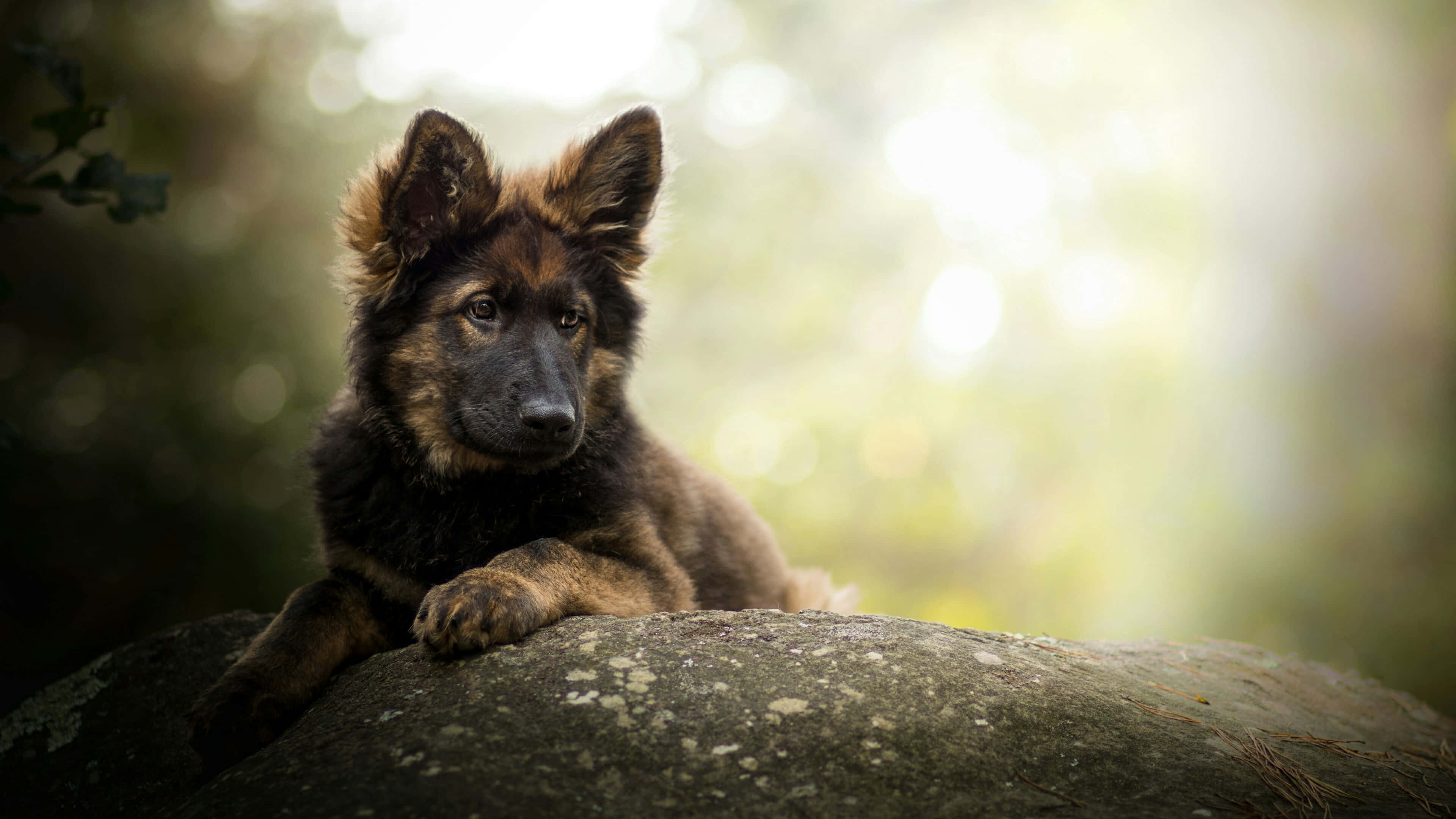 德國牧羊犬幼犬坐在石頭上 壁紙