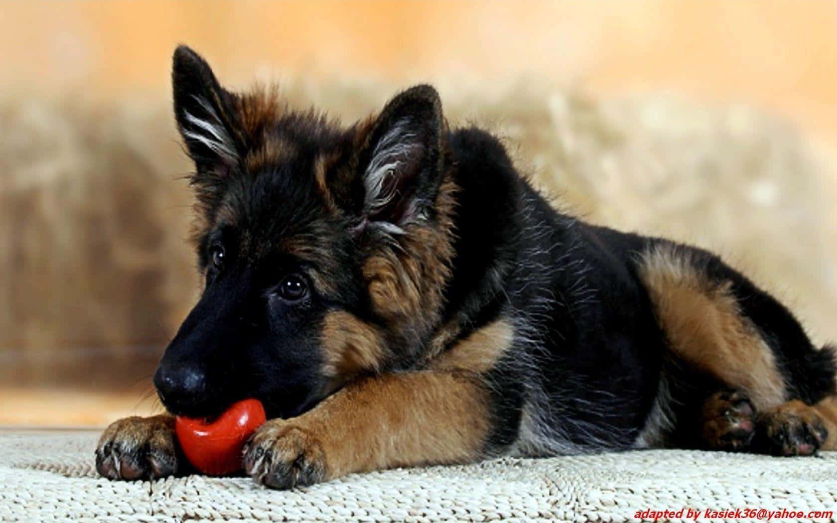 德國牧羊犬幼犬玩紅色波 壁紙