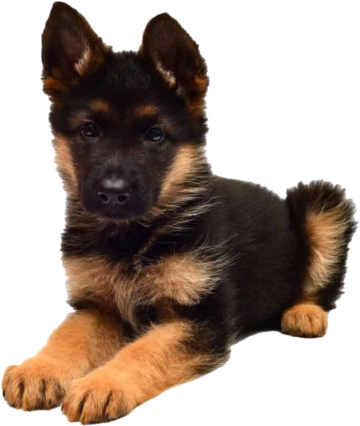 德國牧羊犬幼犬肖像 壁紙 — 一隻年輕的德國牧羊犬幼犬，擁有黑色和棕褐色毛髮，警覺地躺在純黑背景前。