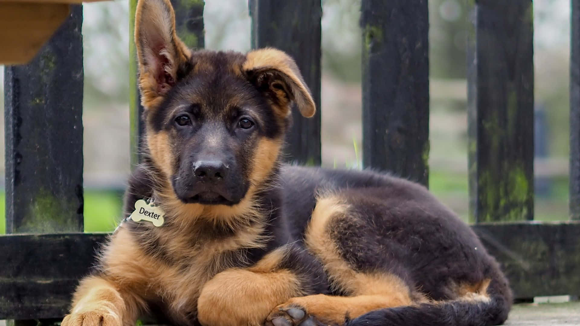 德國牧羊犬幼犬趴喺木長凳上 壁紙