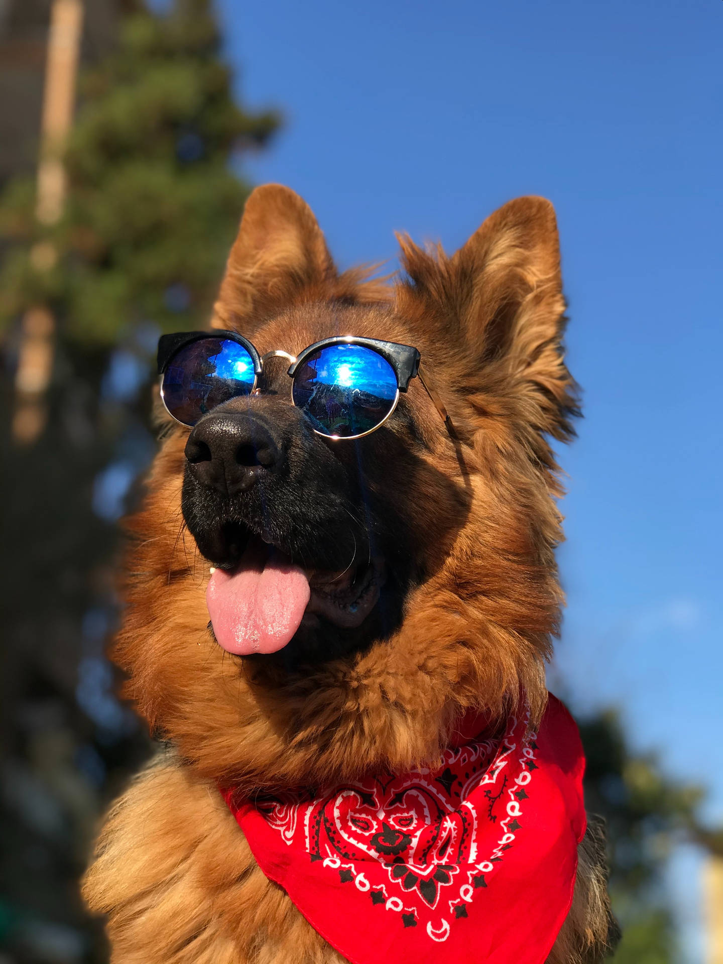 德國牧羊犬戴著太陽眼鏡和紅色頭巾在戶外