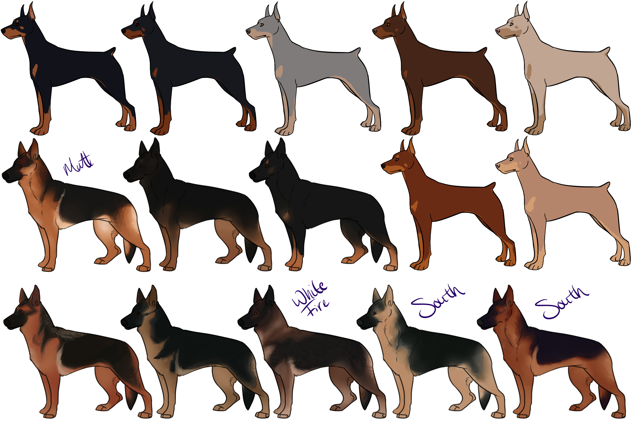 德國牧羊犬毛色變化 壁紙 — 插圖中的杜賓犬，各種毛色，側面站立在黑色背景前。