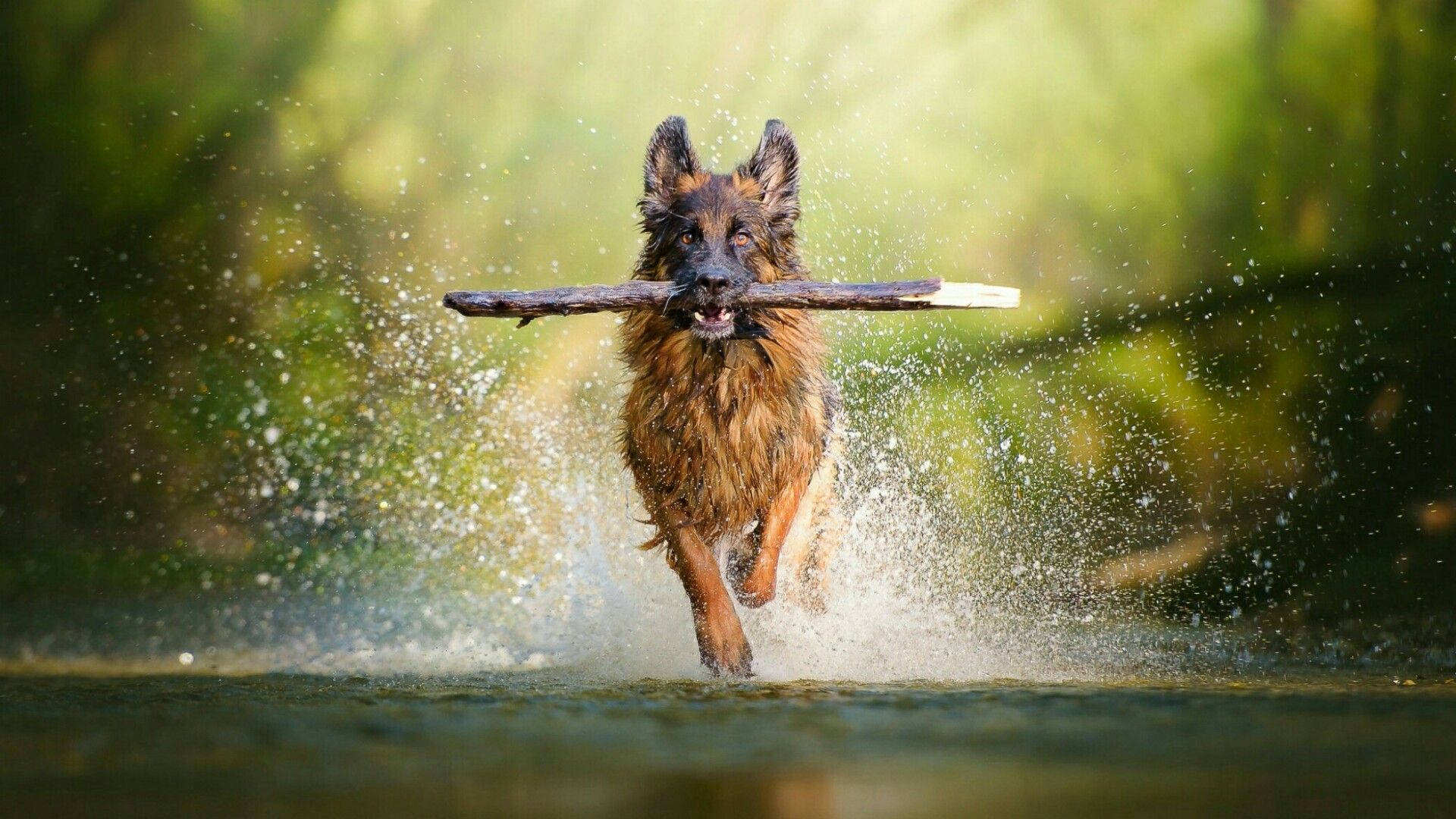 德國牧羊犬河中嬉戲 壁紙 — 一隻德國牧羊犬叼著樹枝衝過淺水，水花四濺。