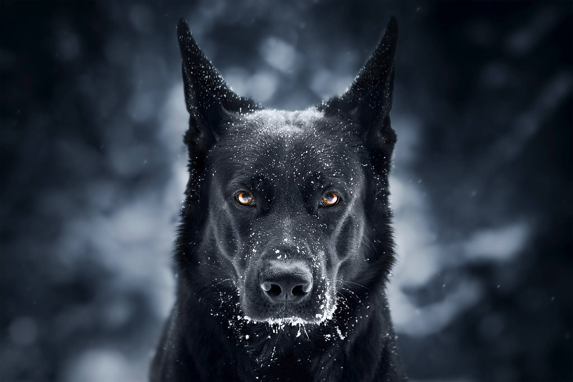 被雪覆蓋的黑狗在冬季風暴中直視觀眾。