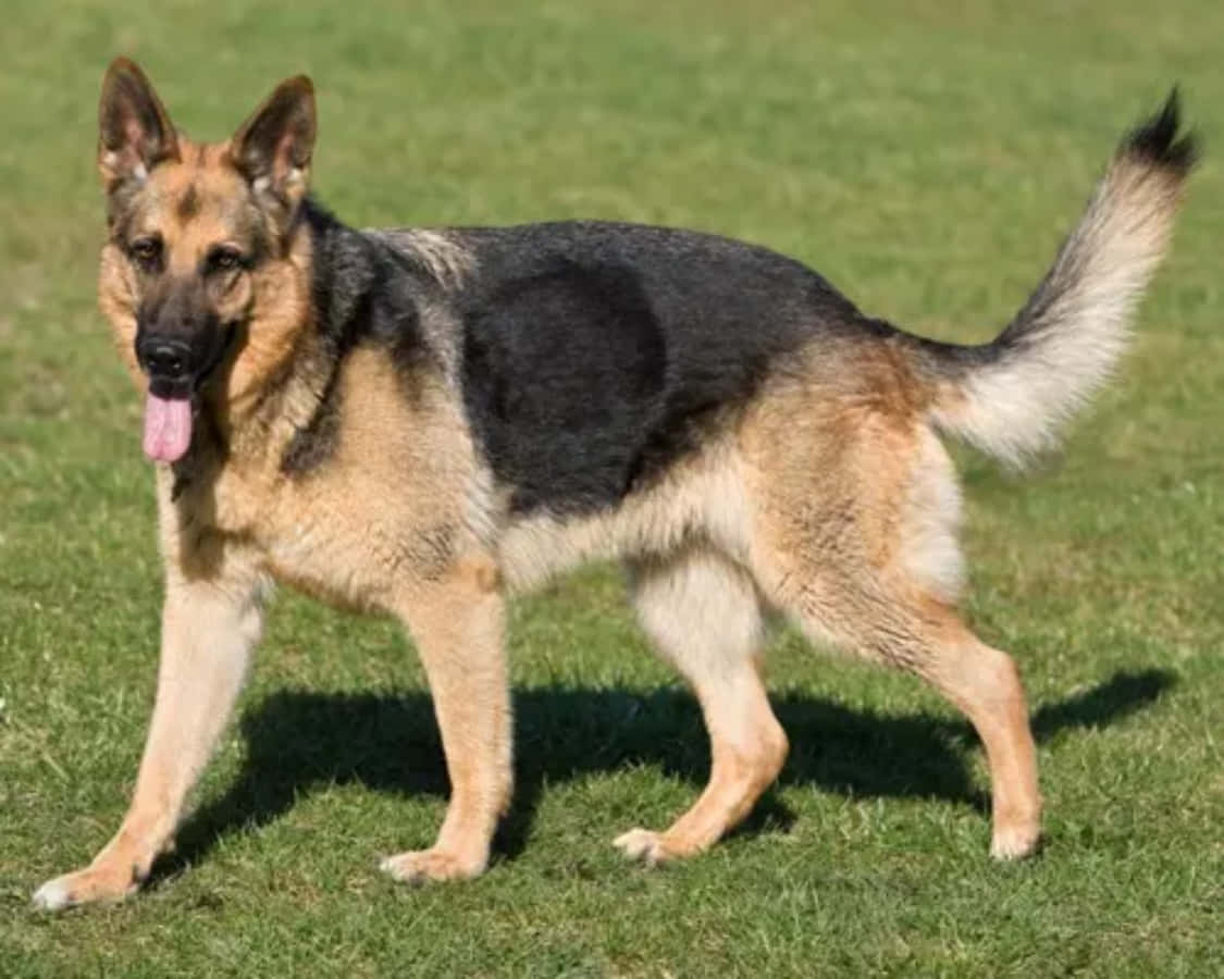 德國牧羊犬犬種圖片 壁紙 — 一隻德國牧羊犬警覺地站在鮮綠色的草地上，伸出舌頭，在明亮的陽光下投下清晰的陰影。