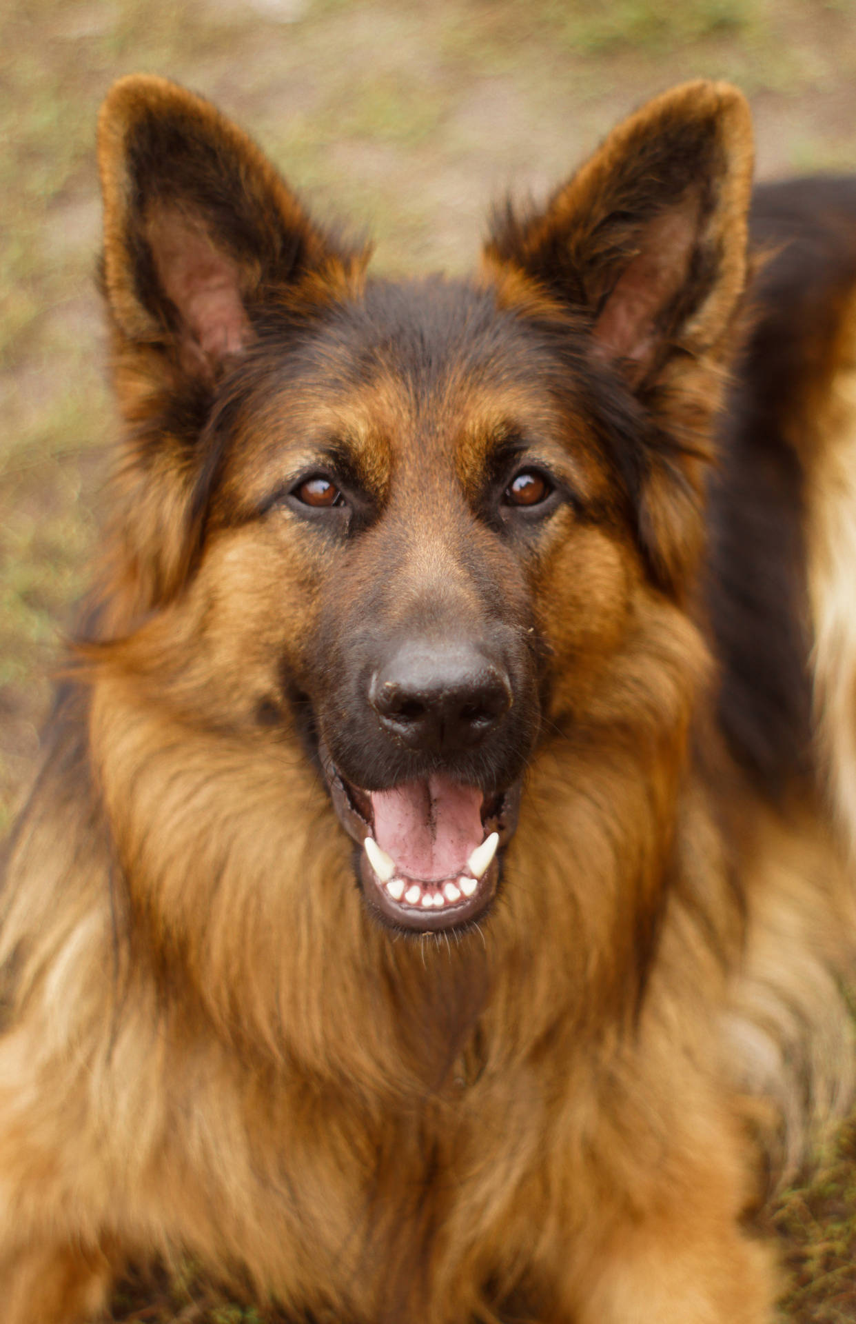 一隻德國牧羊犬在戶外露出開心的表情。