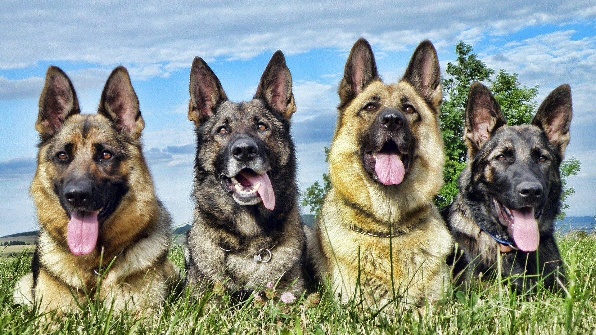德國牧羊犬群像 壁紙 — 四隻快樂的德國牧羊犬在陽光明媚、綠草如茵的田野上，在藍天白雲下伸出舌頭喘氣。
