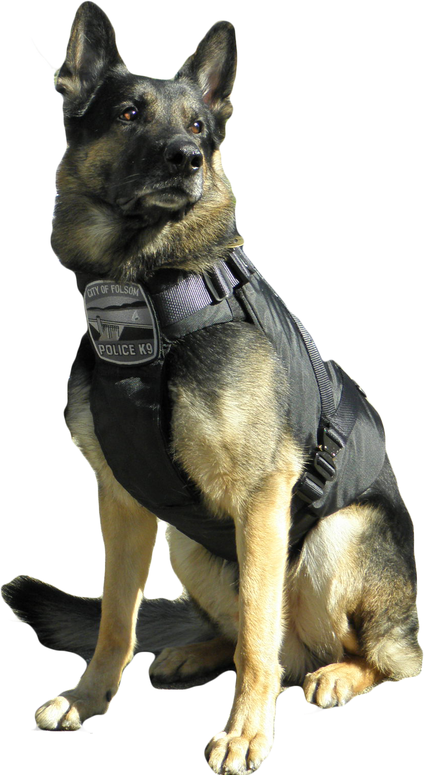 德國牧羊犬警犬背心 壁紙 — 一隻德國牧羊犬警犬K9在晴朗的日子裡穿著戰術背心，在車輛附近警覺地坐著。