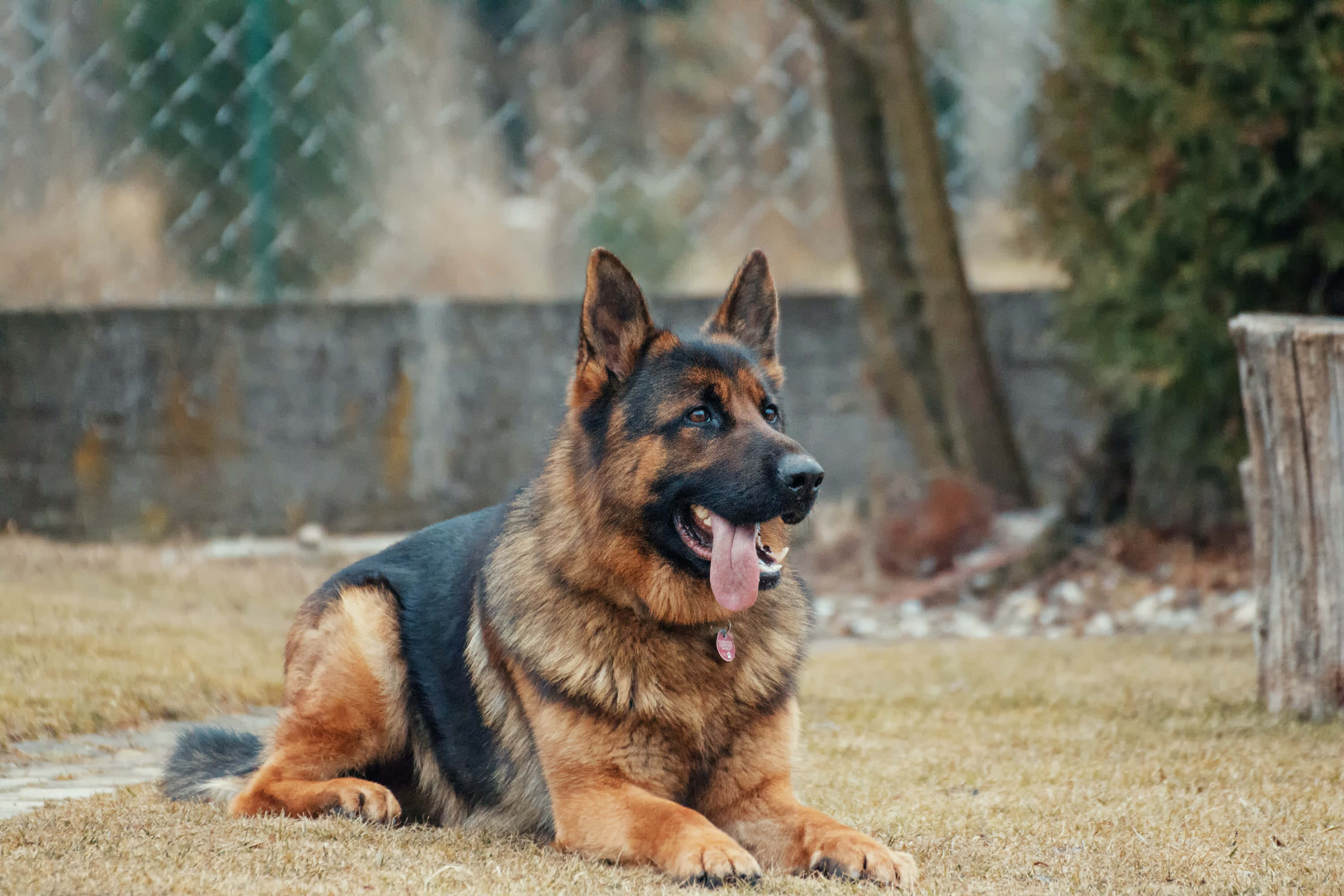 德國牧羊犬躺在地上 壁紙