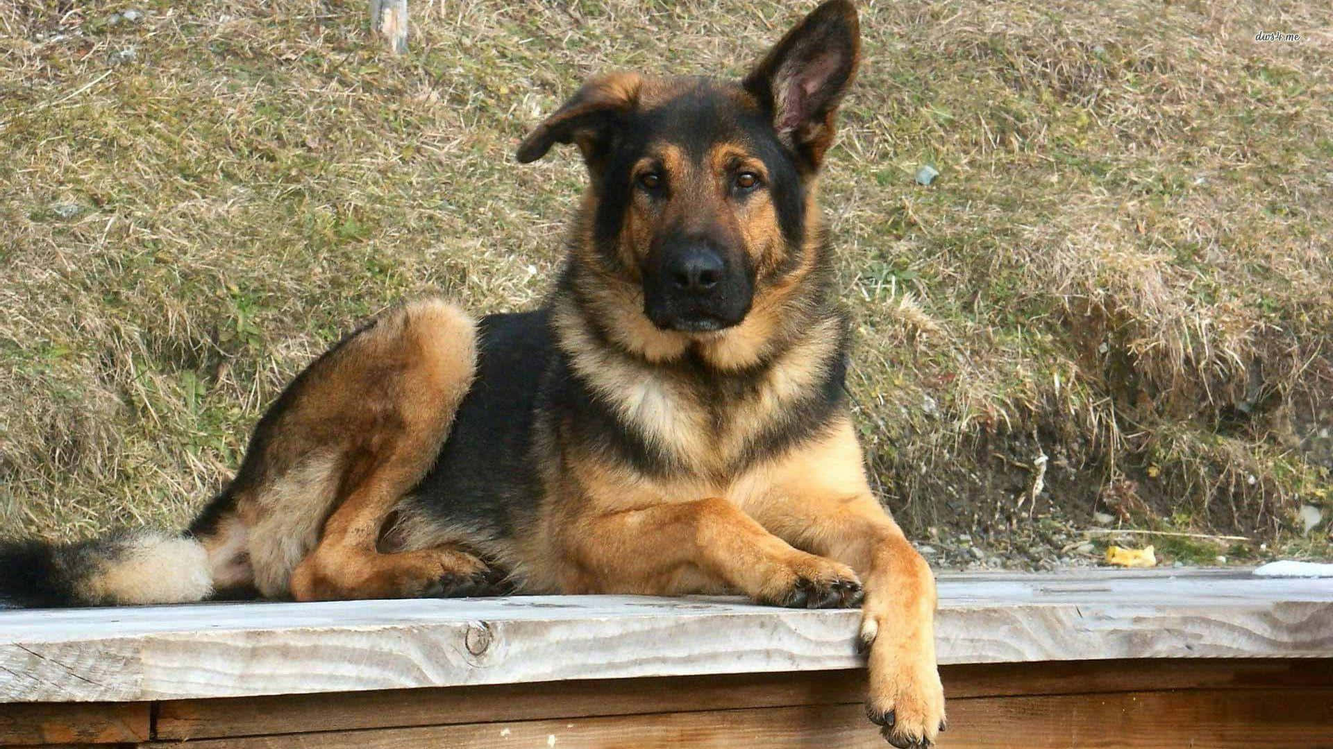 德國牧羊犬躺在木長凳上 壁紙
