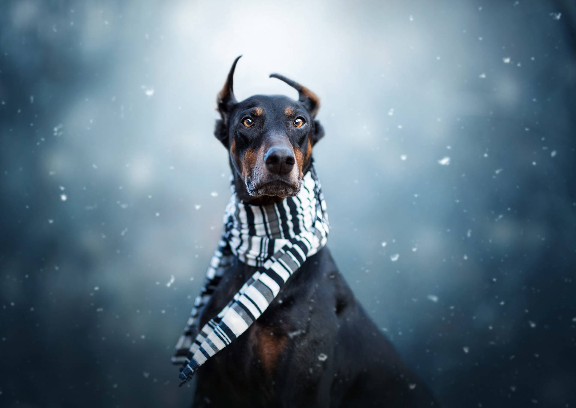 雪中的杜賓犬戴著條紋圍巾