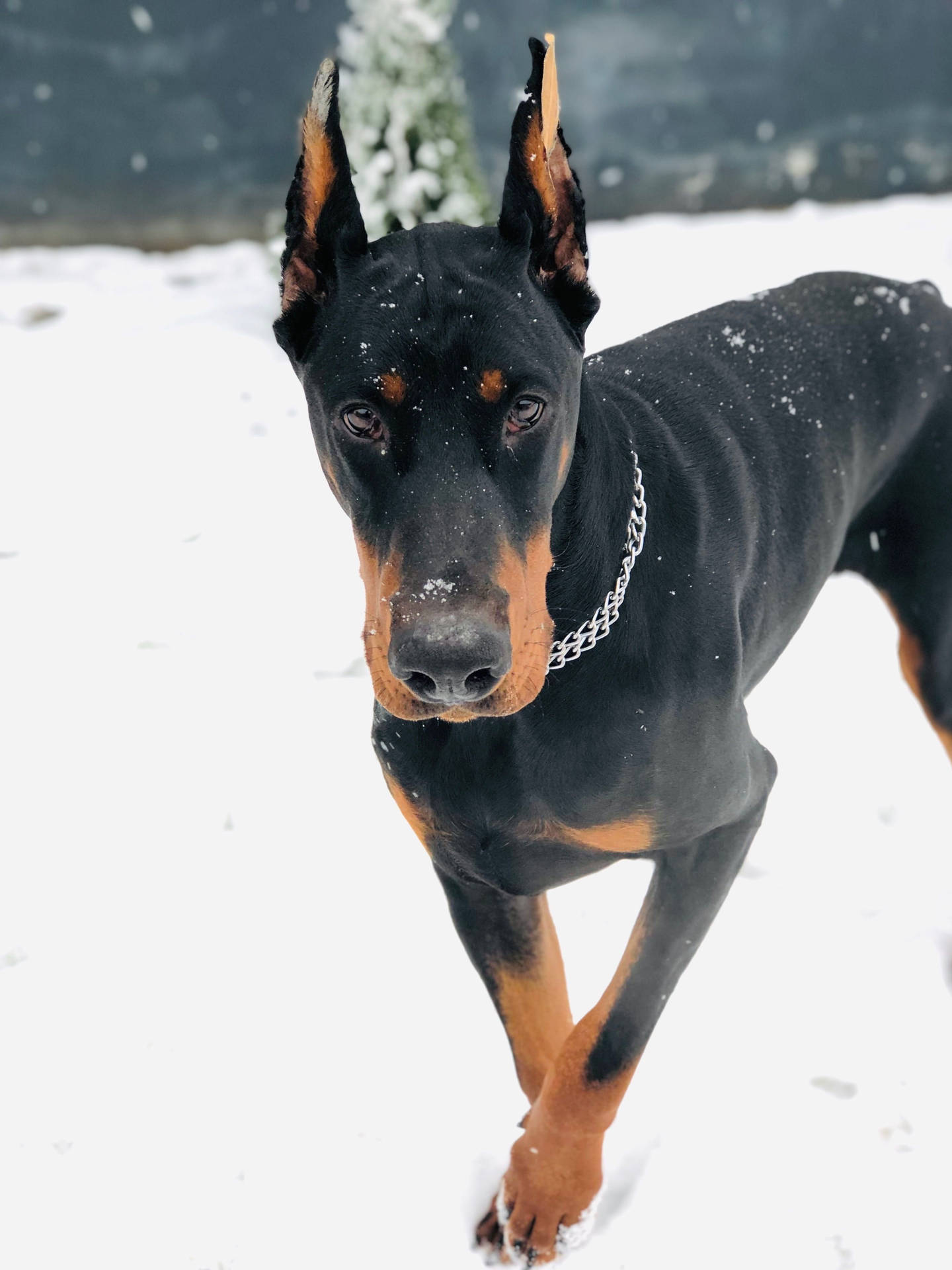 杜賓犬在雪中行走，毛髮上有雪花