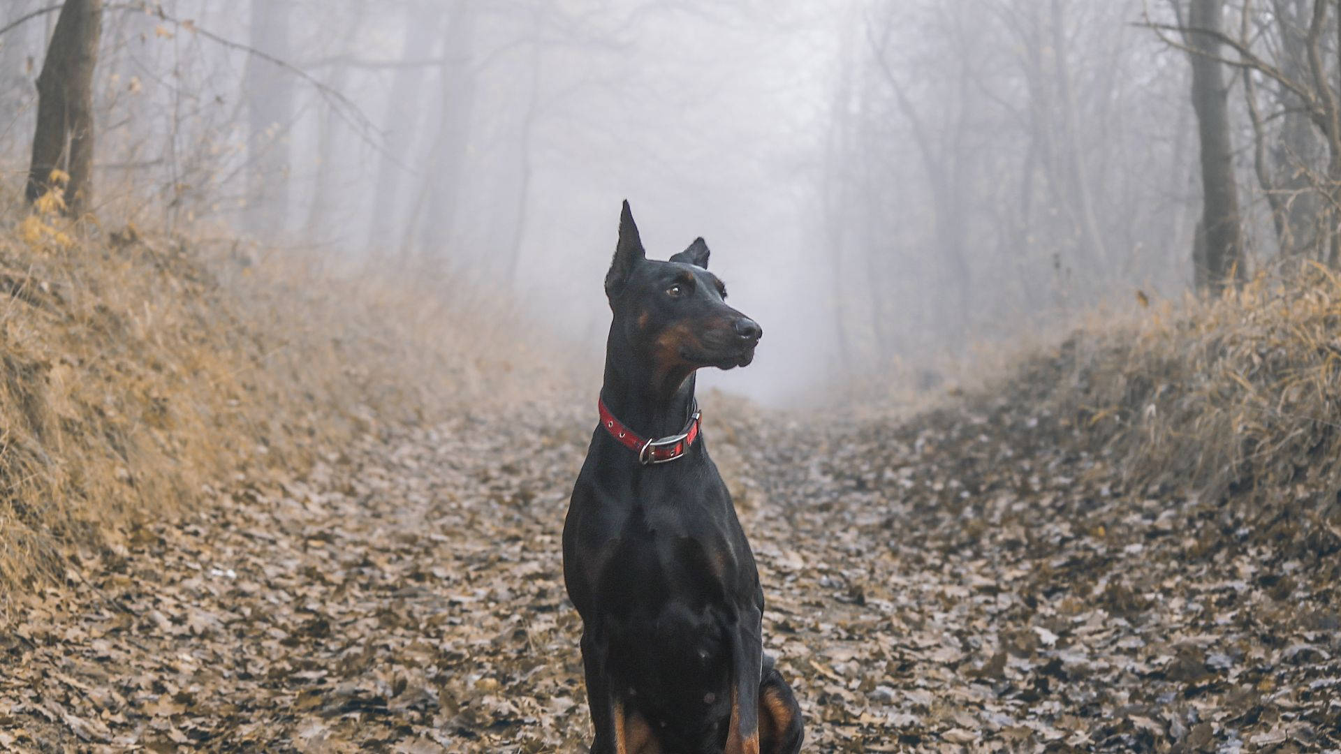 杜賓犬坐在一條霧氣瀰漫、覆蓋著落葉的森林小徑上。