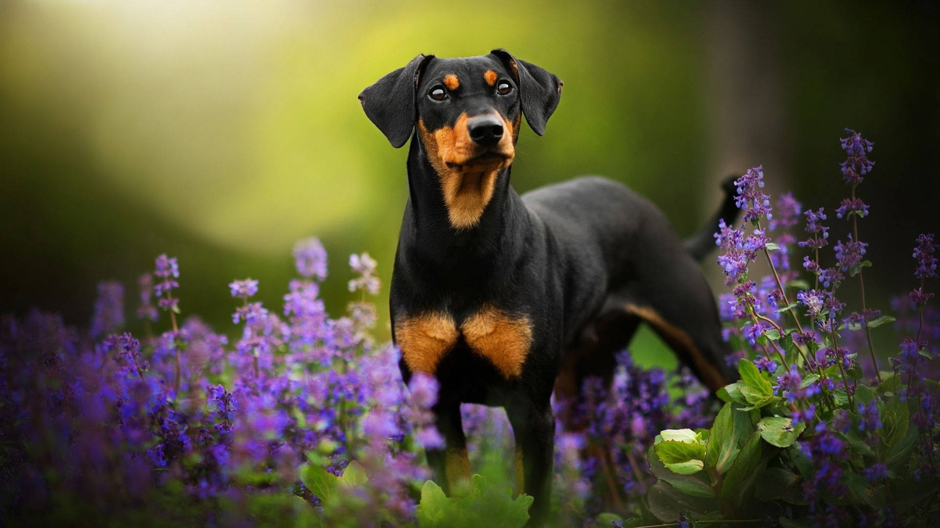 黑色和棕色的臘腸犬在陽光下站在紫色花田中。