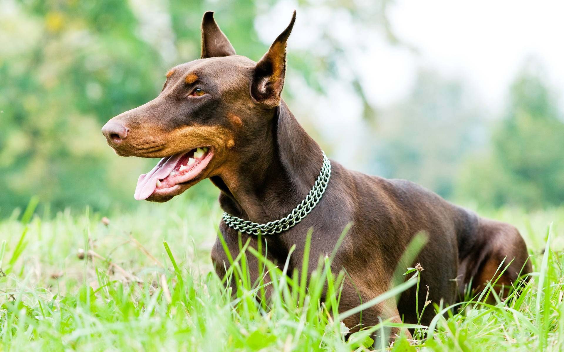 一隻棕色杜賓犬戴著綠色鏈條項圈坐在綠草中。